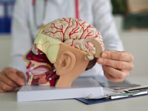 A person in a white coat holds a model of a human head and brain, showing anatomical structures including the brain, ear, and blood vessels, on a desk with a clipboard.